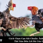 Cách Chọn Cựa Sắt Chuẩn: Ảnh Hưởng Thế Nào Đến Lối Đá Của Gà?