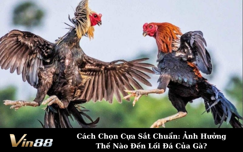 Cách Chọn Cựa Sắt Chuẩn: Ảnh Hưởng Thế Nào Đến Lối Đá Của Gà?