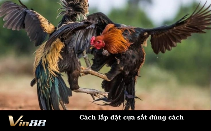 Cách lắp đặt cựa sắt đúng cách